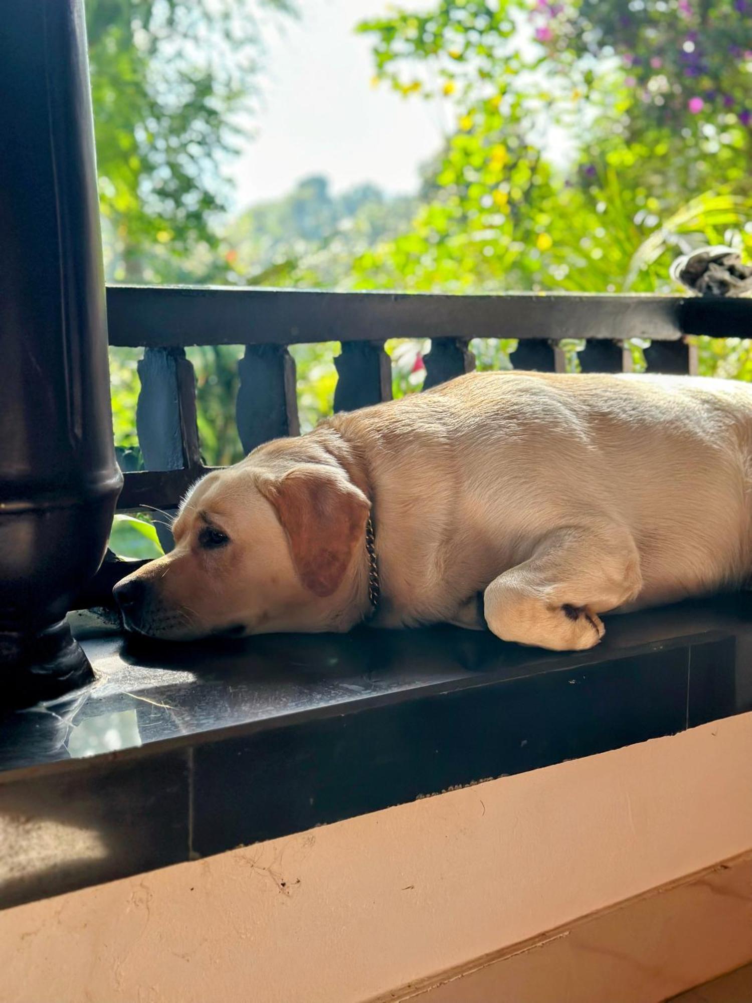 Thoppil Homestay Munnar Eksteriør billede