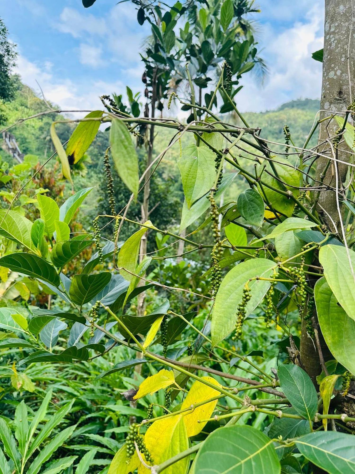 Thoppil Homestay Munnar Eksteriør billede
